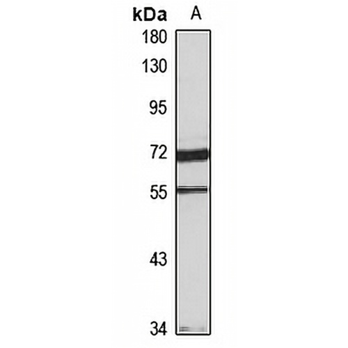 HNF6 Rabbit Polyclonal Antibody