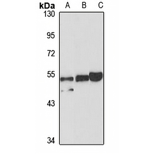 HNF6 Rabbit Polyclonal Antibody