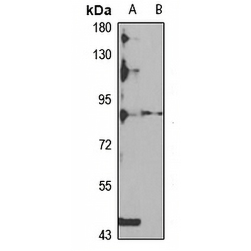 Oligophrenin-1 Rabbit Polyclonal Antibody