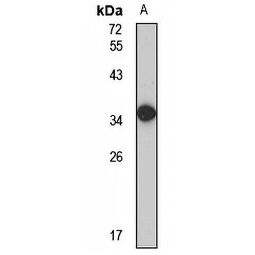 OR1A1 Rabbit Polyclonal Antibody