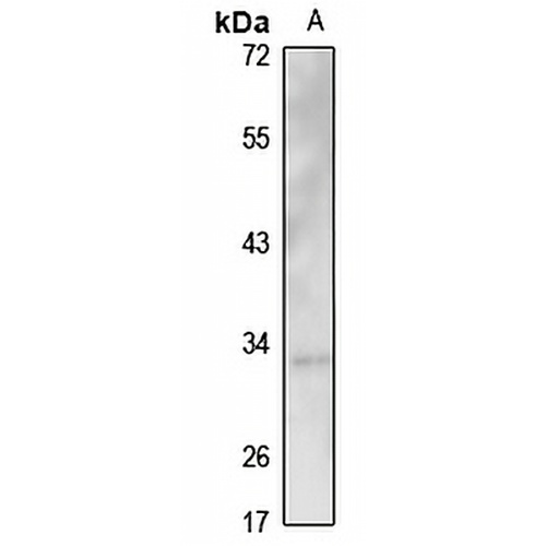 OR3A1 Rabbit Polyclonal Antibody