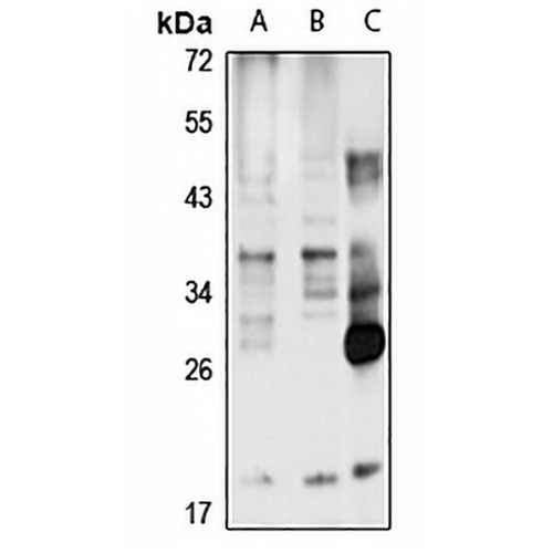 Orai1 Rabbit Polyclonal Antibody