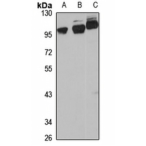 ORP-10 Rabbit Polyclonal Antibody