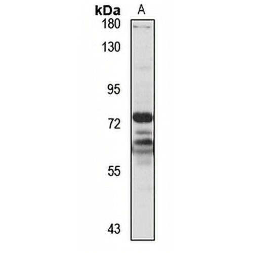OKL38 Rabbit Polyclonal Antibody