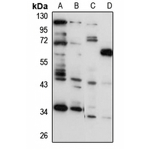 OSTM1 Rabbit Polyclonal Antibody
