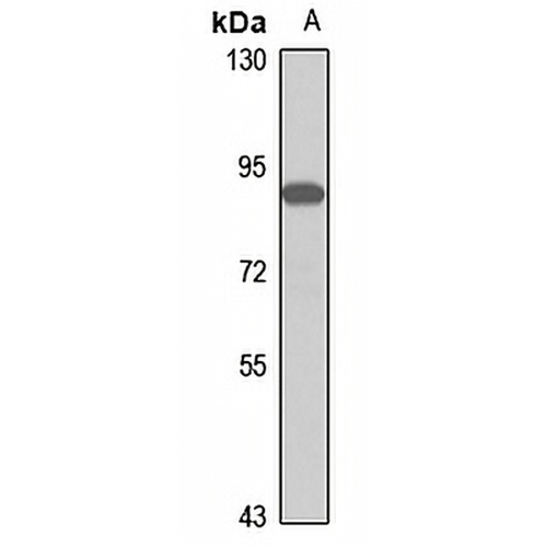 OTUD7B Rabbit Polyclonal Antibody