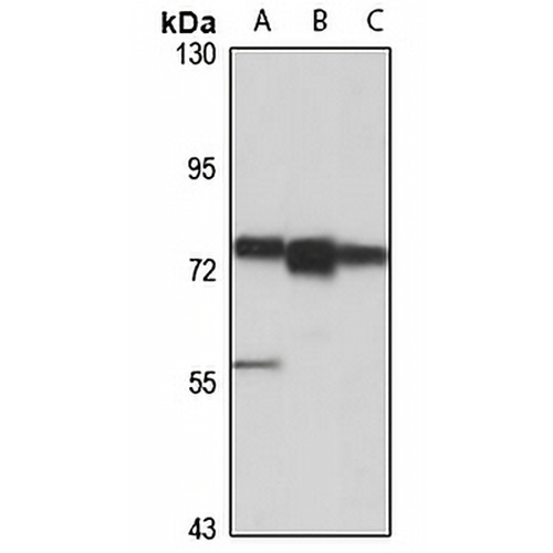 Oviductin Rabbit Polyclonal Antibody