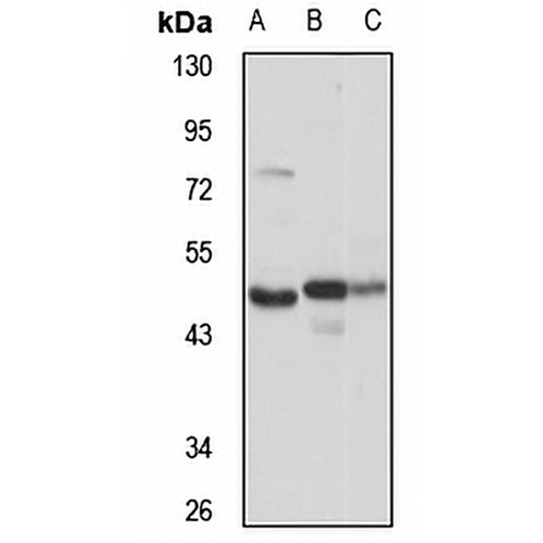 OXSM Rabbit Polyclonal Antibody