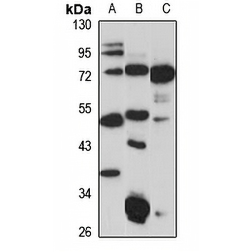 P2X3 Rabbit Polyclonal Antibody