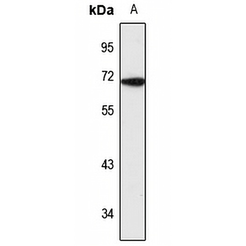 P4HA3 Rabbit Polyclonal Antibody