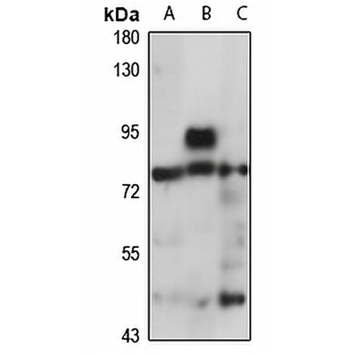 PABPC1 Rabbit Polyclonal Antibody