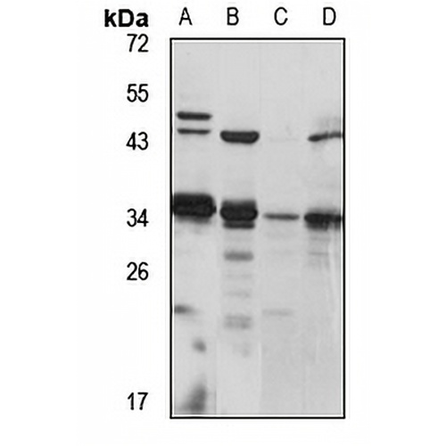 PACRG Rabbit Polyclonal Antibody