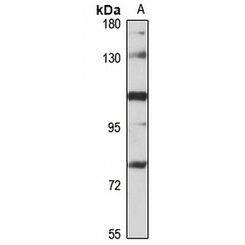 PACS1 Rabbit Polyclonal Antibody