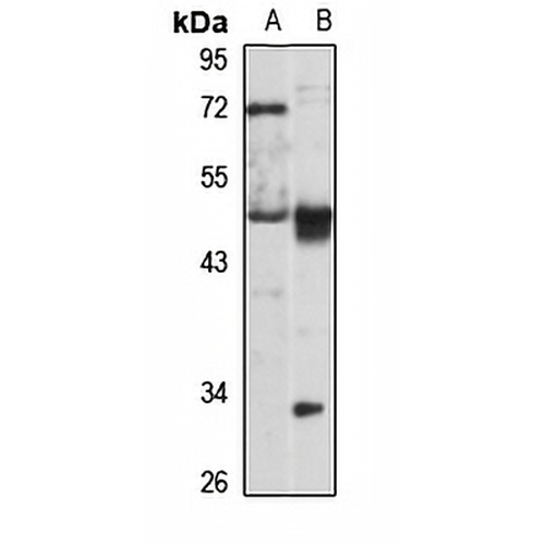 PAFAH alpha Rabbit Polyclonal Antibody