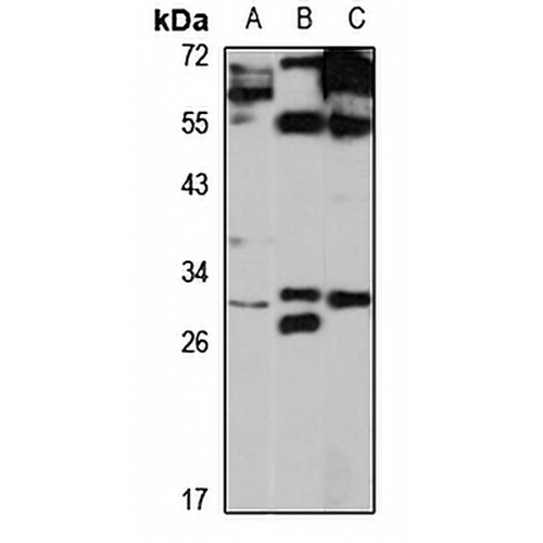 PAFAH1B2 Rabbit Polyclonal Antibody