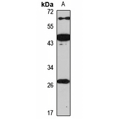 PAFAH1B3 Rabbit Polyclonal Antibody
