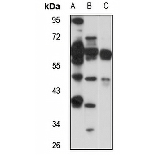 PAFAH2 Rabbit Polyclonal Antibody