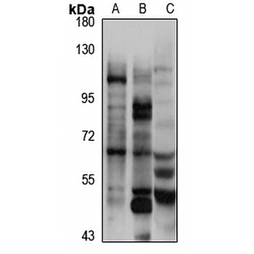 Pannexin-2 Rabbit Polyclonal Antibody