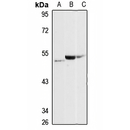PAPD4 Rabbit Polyclonal Antibody