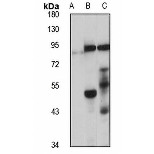 PAPD5 Rabbit Polyclonal Antibody