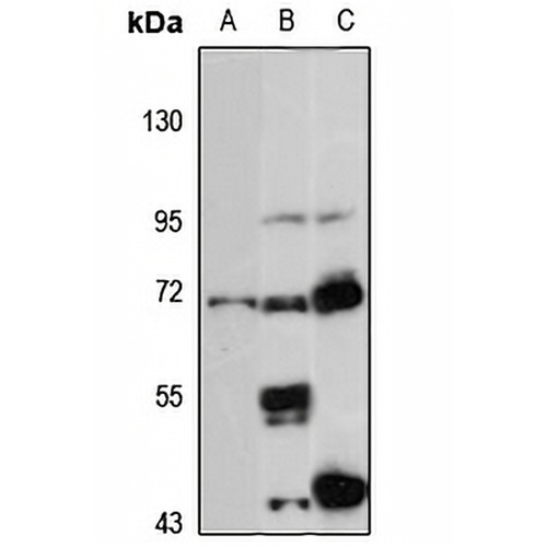 PAPSS1 Rabbit Polyclonal Antibody