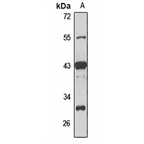 PAR-6 beta Rabbit Polyclonal Antibody