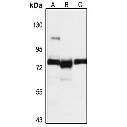 PARP12 Rabbit Polyclonal Antibody