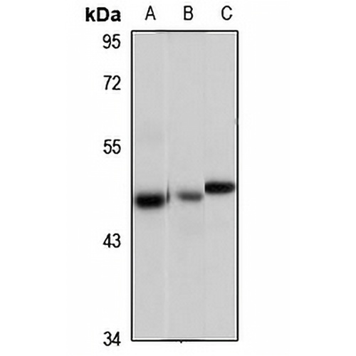 Beta-parvin Rabbit Polyclonal Antibody
