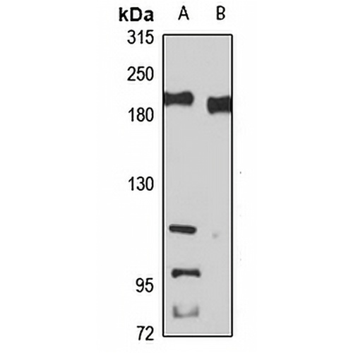 PASK Rabbit Polyclonal Antibody