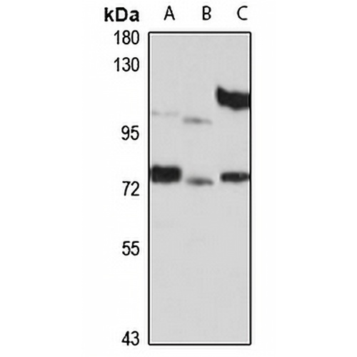 PATZ1 Rabbit Polyclonal Antibody