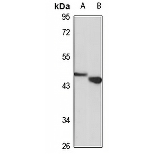 PBX3 Rabbit Polyclonal Antibody