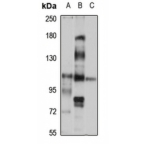 Protocadherin-10 Rabbit Polyclonal Antibody
