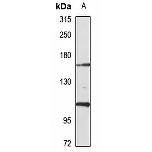 Protocadherin-17 Rabbit Polyclonal Antibody