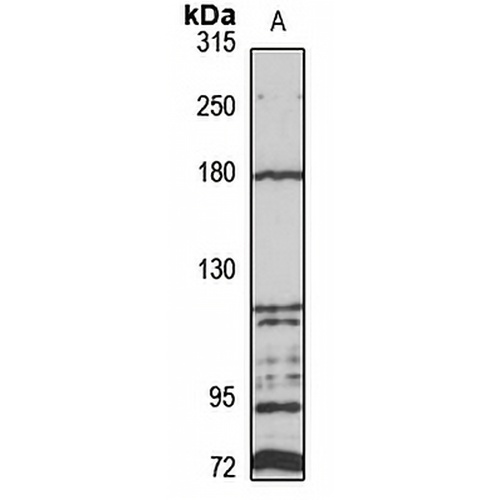 Protocadherin-19 Rabbit Polyclonal Antibody