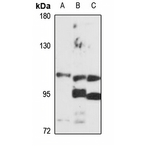 Protocadherin-20 Rabbit Polyclonal Antibody