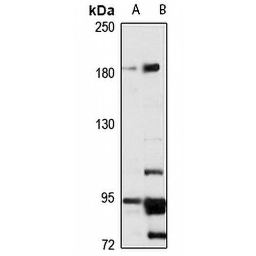 Protocadherin-9 Rabbit Polyclonal Antibody
