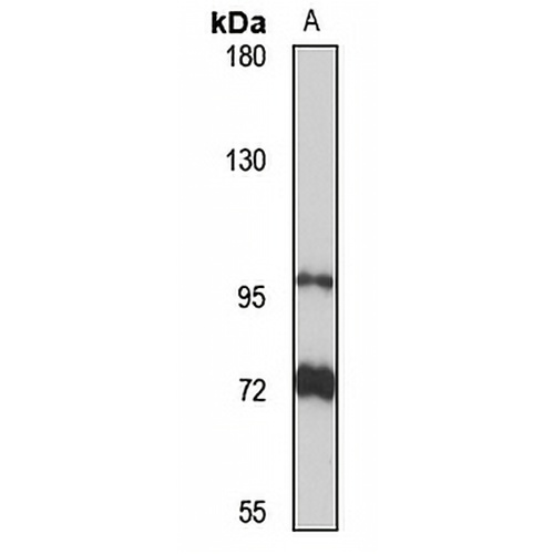 Protocadherin alpha-10 Rabbit Polyclonal Antibody
