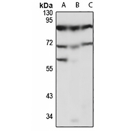 Protocadherin beta-4 Rabbit Polyclonal Antibody