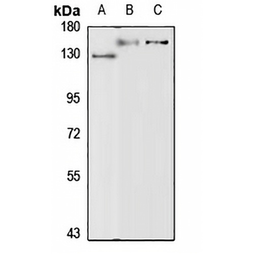 Protocadherin gamma-C3 Rabbit Polyclonal Antibody