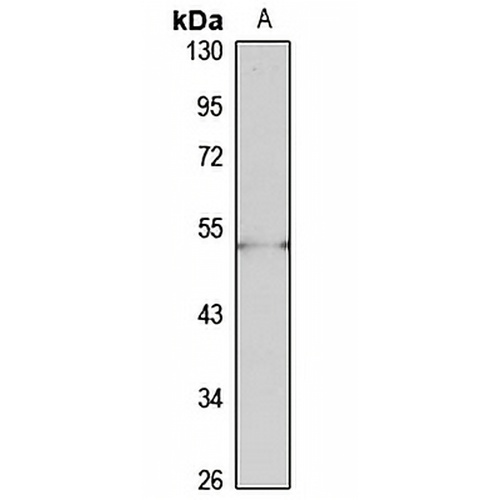 PCOLCE Rabbit Polyclonal Antibody