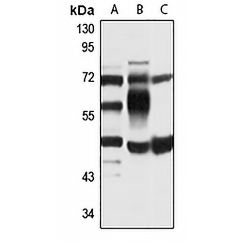 PC2 Rabbit Polyclonal Antibody