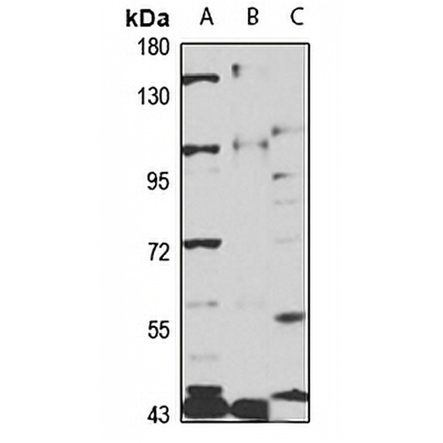 PC5 Rabbit Polyclonal Antibody