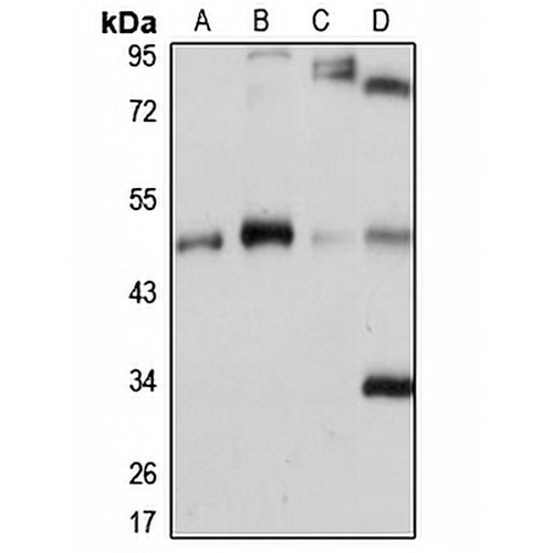 PCYT2 Rabbit Polyclonal Antibody