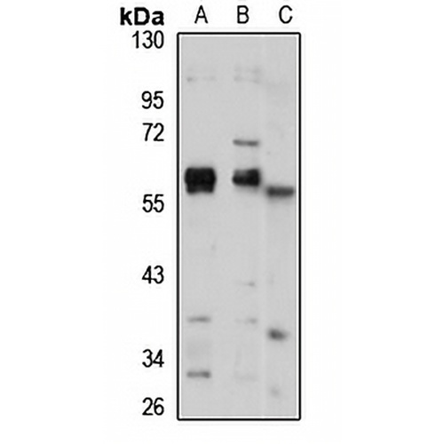 PDCD7 Rabbit Polyclonal Antibody