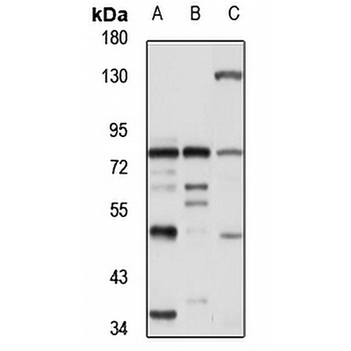 PDE4B Rabbit Polyclonal Antibody
