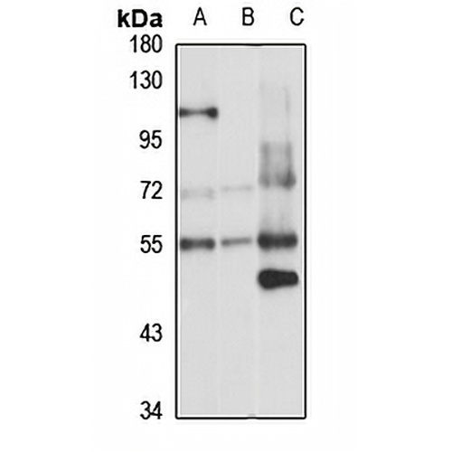 PDE7A Rabbit Polyclonal Antibody