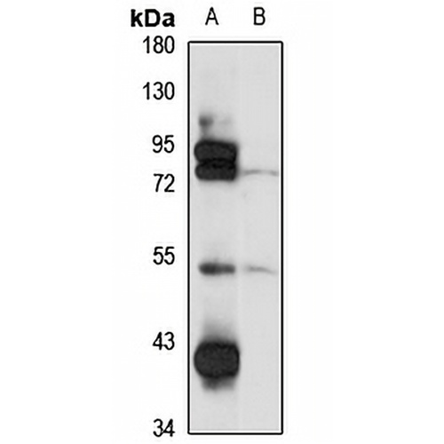 PDE7B Rabbit Polyclonal Antibody