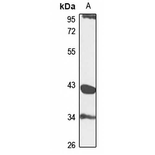 PDGFRL Rabbit Polyclonal Antibody