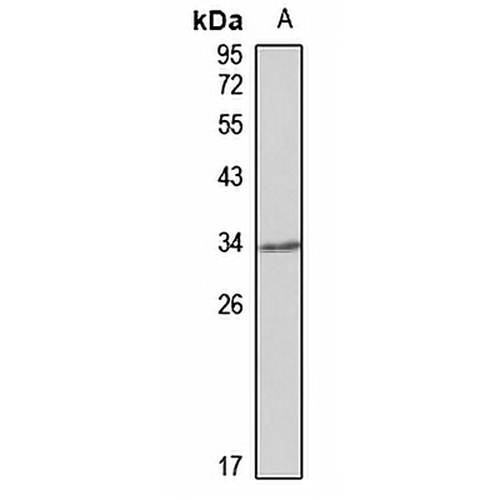 ALP Rabbit Polyclonal Antibody
