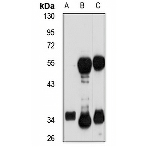 PDXP Rabbit Polyclonal Antibody